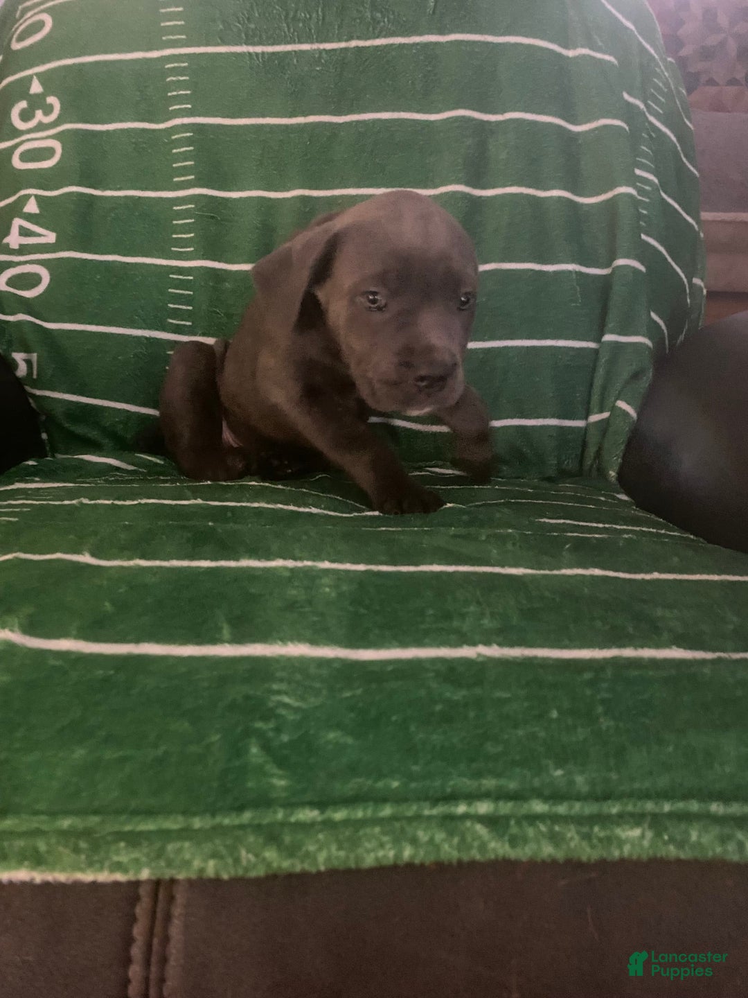 Cane Corso dogs for sale: Dark Pink - Image 1