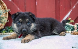 German Shepherd dogs for sale: Salem - Image 1