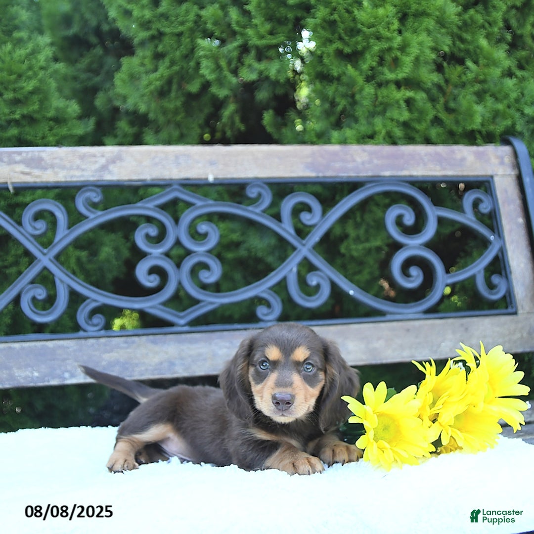 Miniature Dachshund dogs for sale: Oliver - Image 3