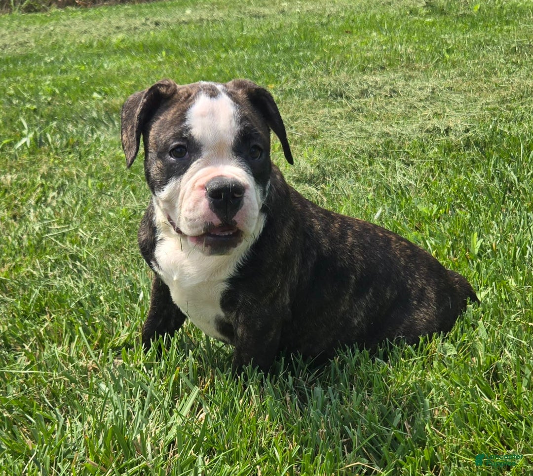 Olde English Bulldogge dogs for sale: Jp - Image 13