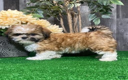 Shih Tzu dogs for sale: Sunny - Image 6