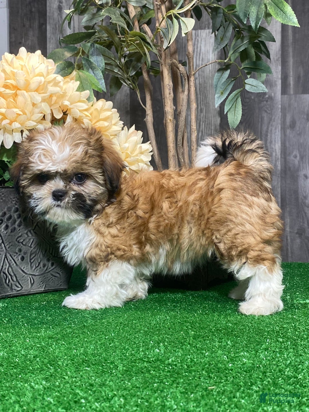 Shih Tzu dogs for sale: Sunny - Image 6