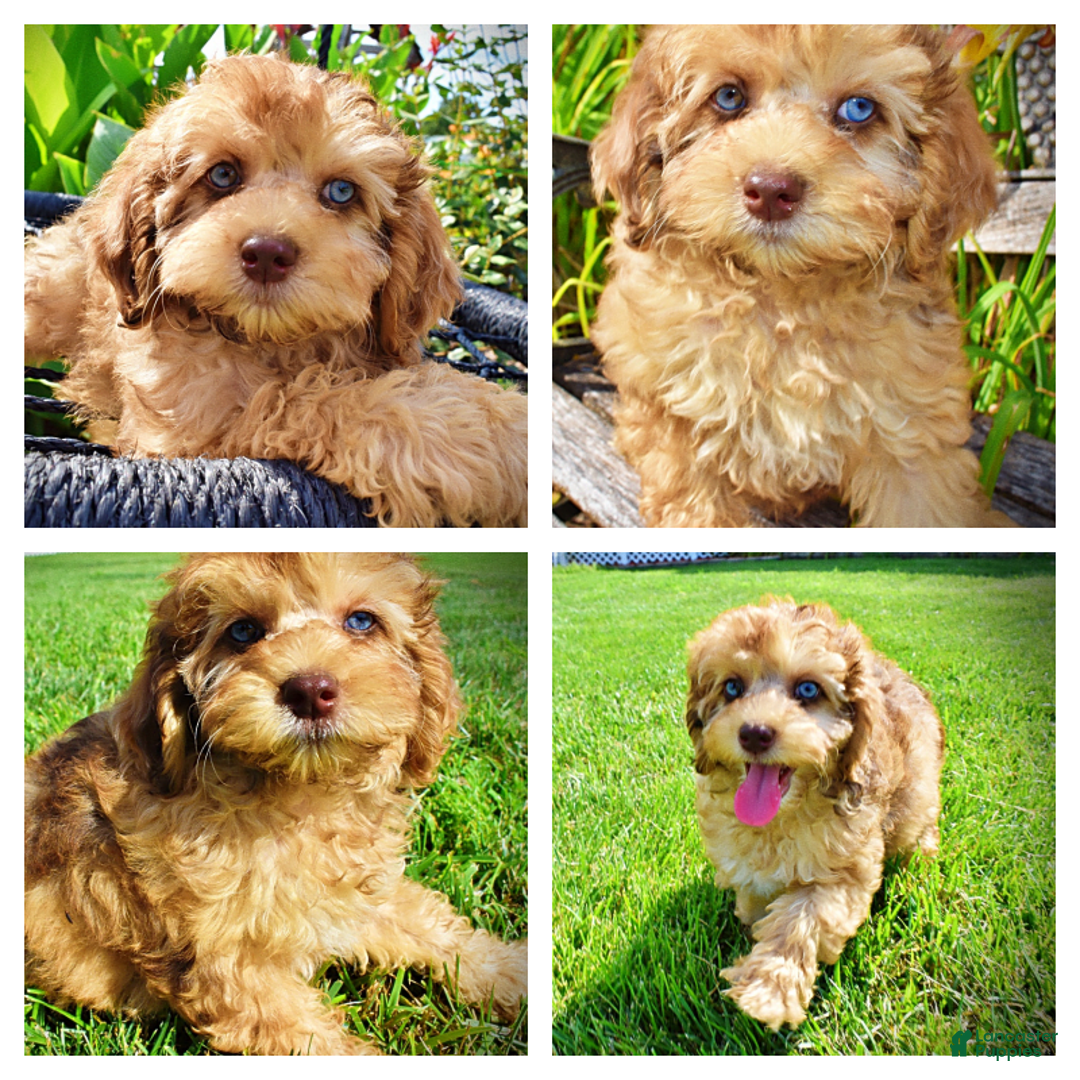 Havapoo dogs for sale: Fancy - Image 6