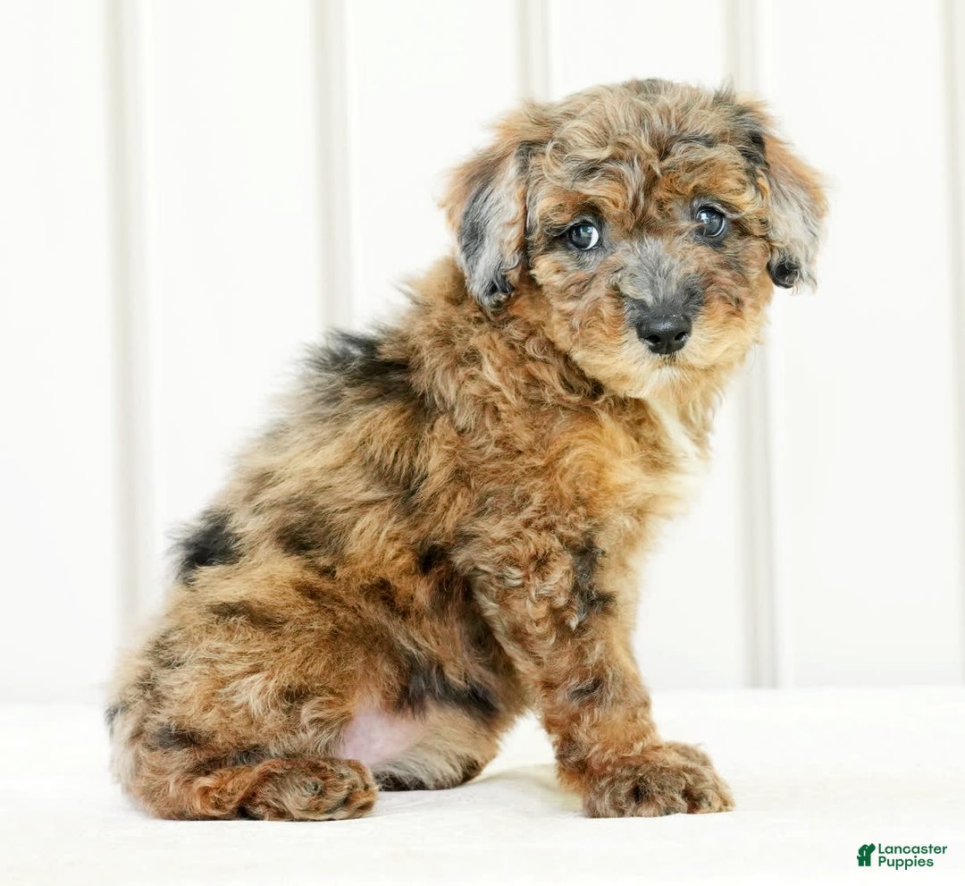 Miniature Poodle dogs for sale: Kylie - Image 9