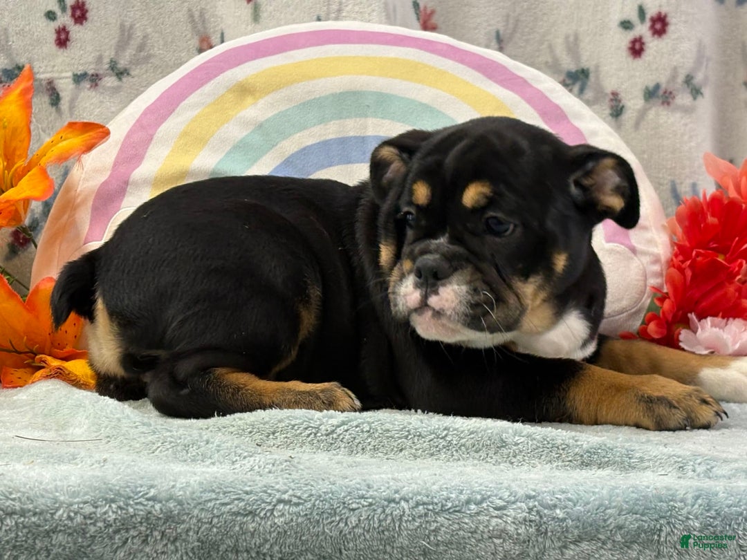 English Bulldog dogs for sale: Twilight - Image 1