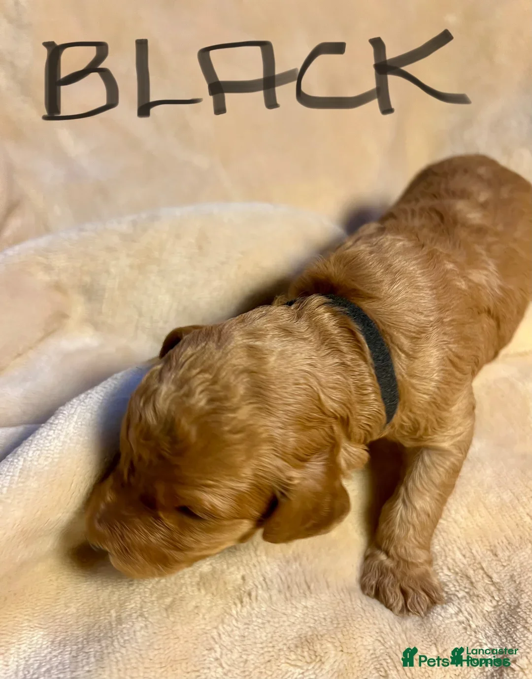 Labrador Retriever dogs for sale: Labrador Retriever Puppy 3 - Image 1