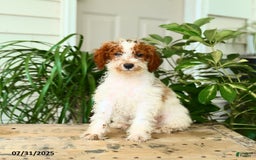 Mini Goldendoodle dogs for sale: Ginger - Image 11