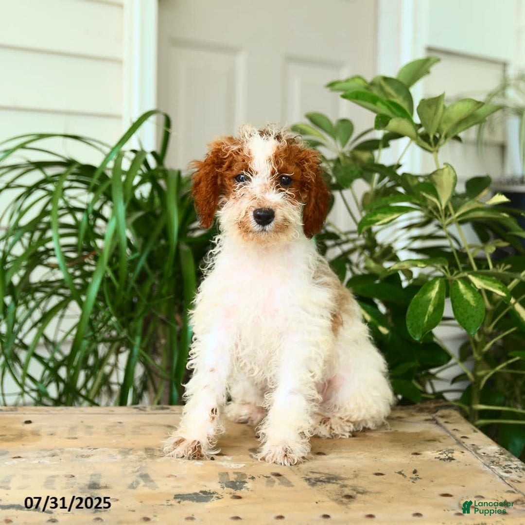 Mini Goldendoodle dogs for sale: Ginger - Image 11