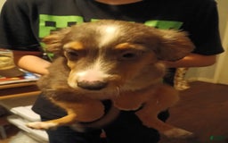 Miniature Australian Shepherd dogs for sale: Beauty - Image 1