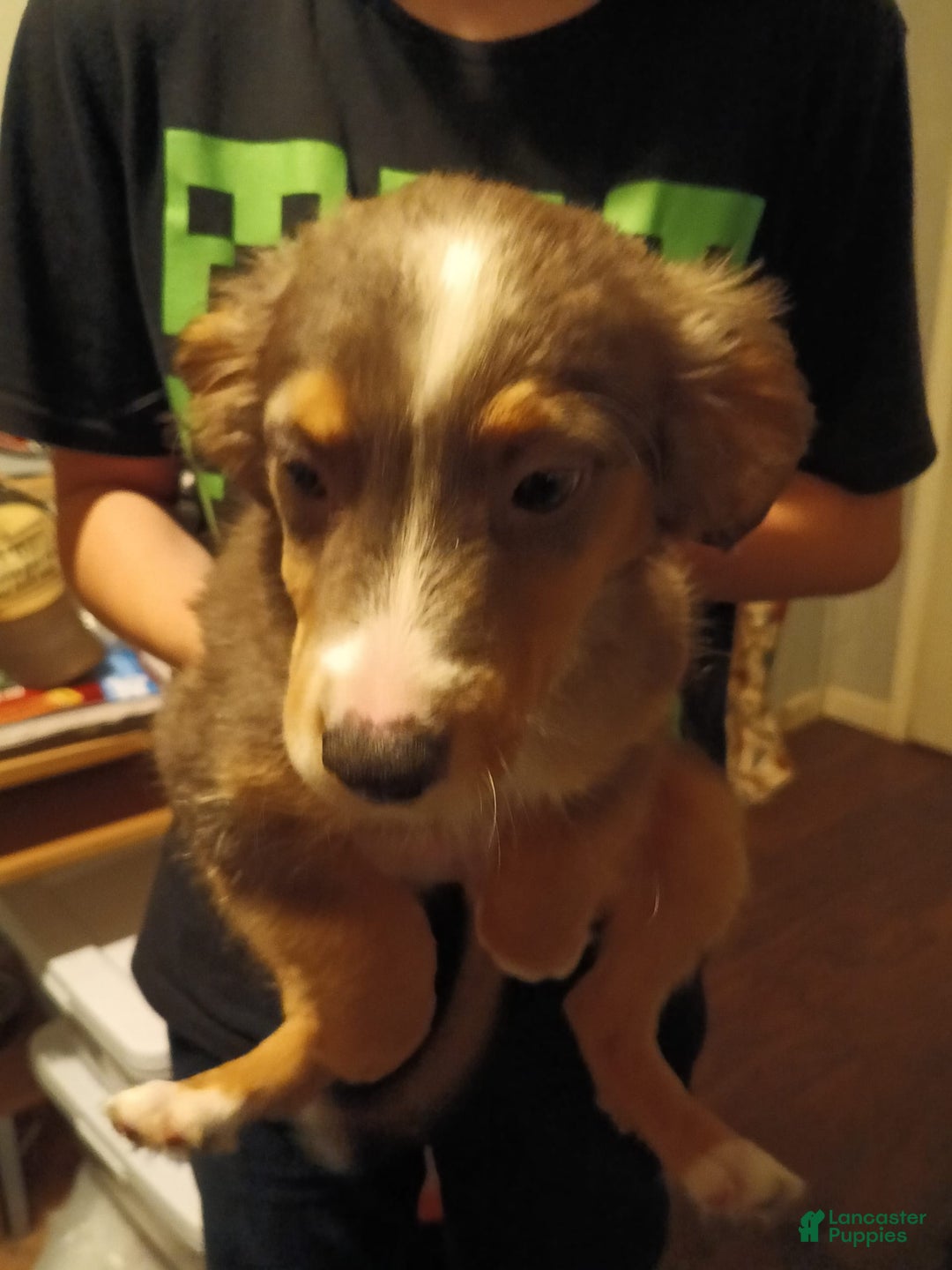 Miniature Australian Shepherd dogs for sale: Beauty - Image 1