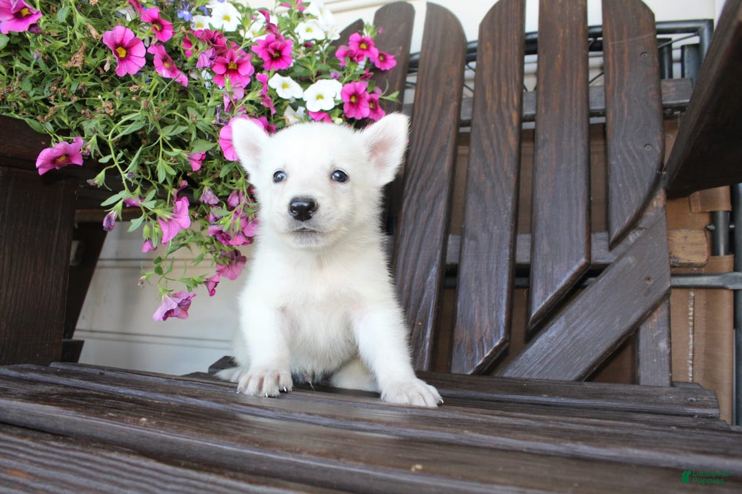 German Shepherd dogs for sale: Joey - Image 2