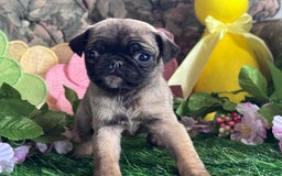 Pug dogs for sale: Chick - Image 2