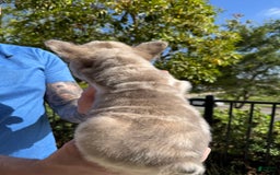 French Bulldog dogs for sale: Popeye - Image 2