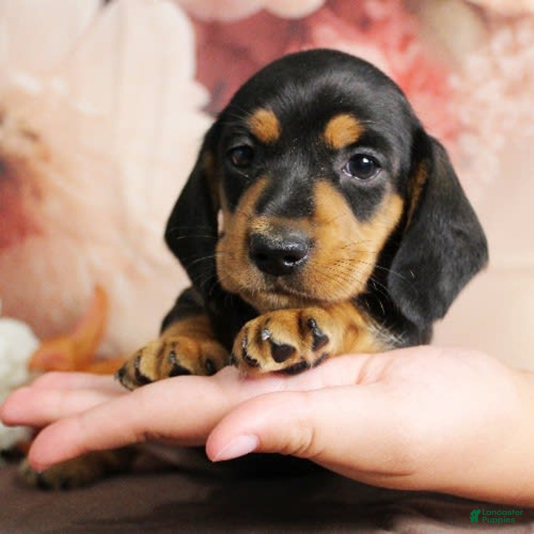 Dachshund dogs for sale: Snoopy - Image 5