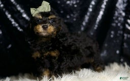 Miniature Poodle dogs for sale: Ozzy - Image 5