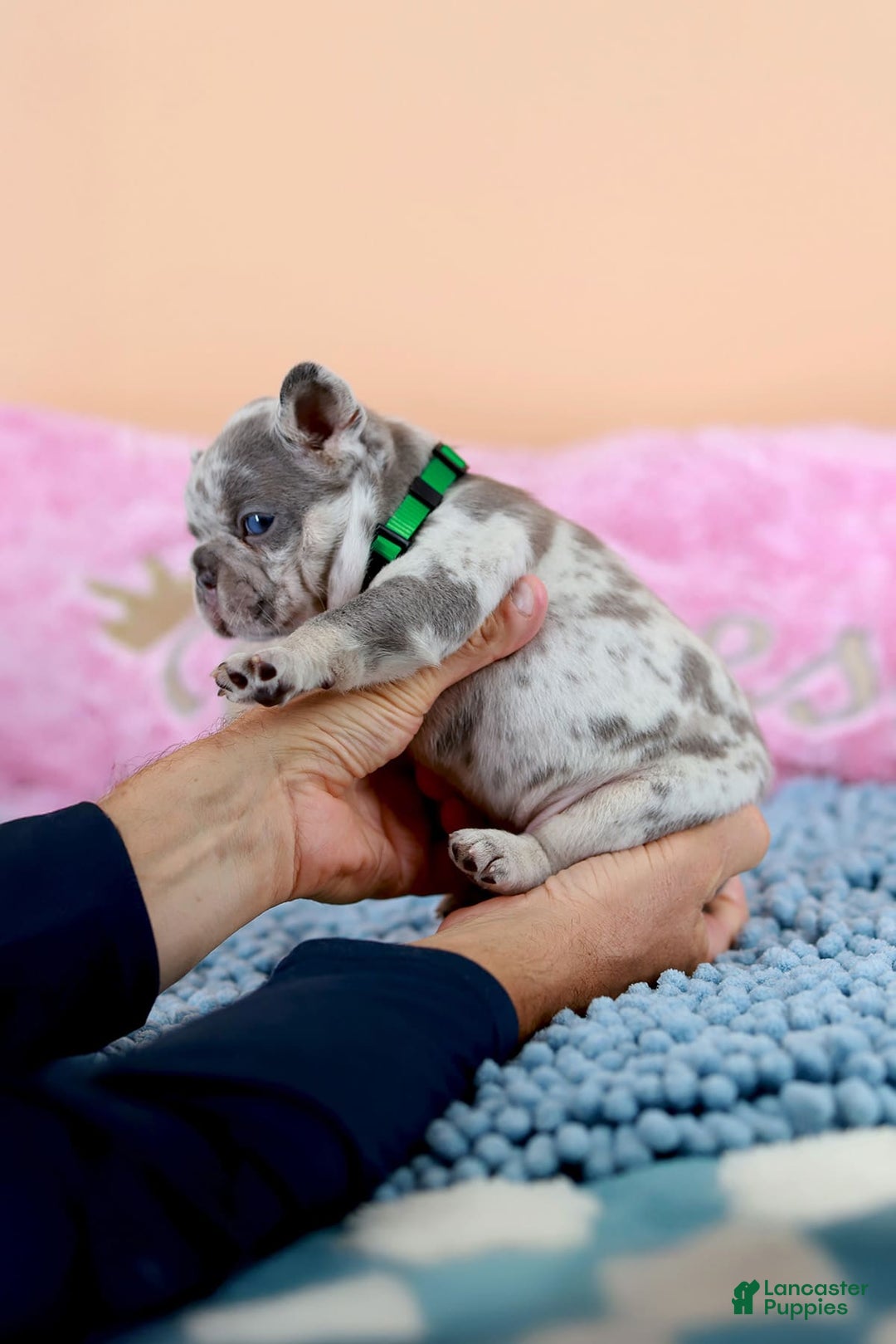 French Bulldog dogs for sale: Davis - Image 3