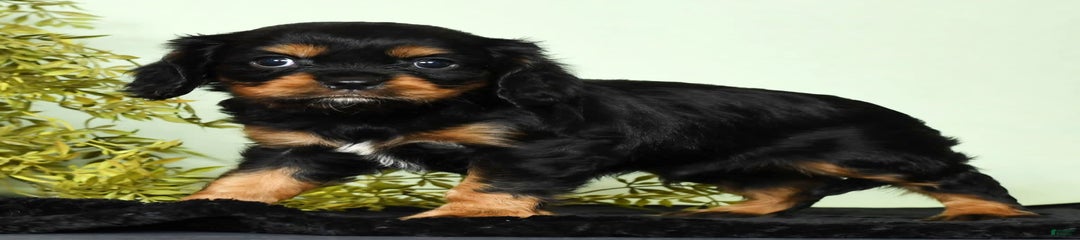 Remmy
