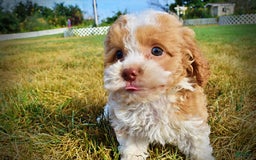 Havapoo dogs for sale: Jinga - Image 23