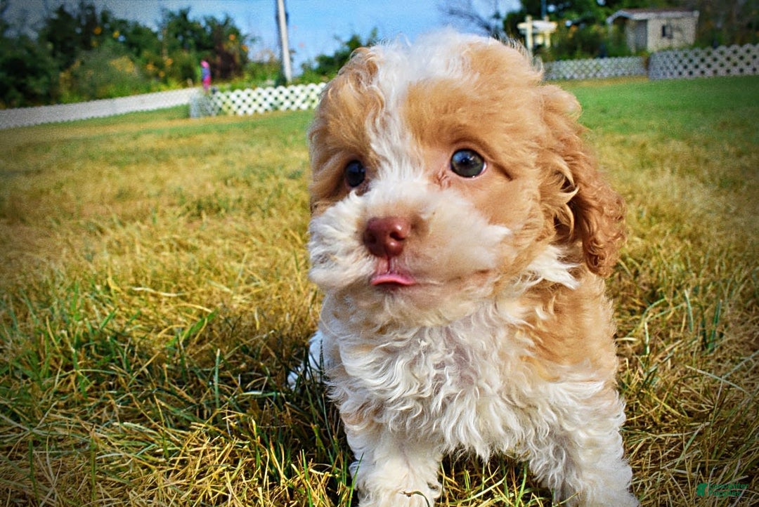 Havapoo dogs for sale: Jinga - Image 23