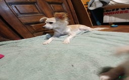 Chihuahua dogs for sale: Fluffy white Puppies - Image 19