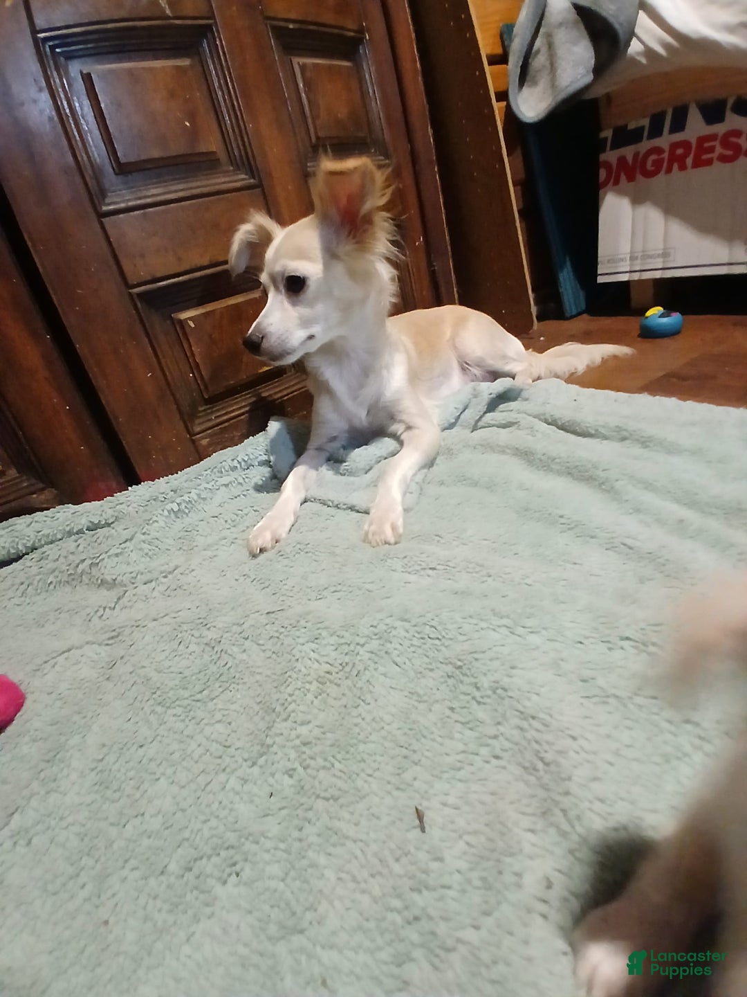 Chihuahua dogs for sale: Fluffy white Puppies - Image 19