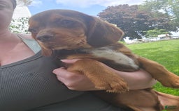 Beaglier dogs for sale: Wrangler - Image 8