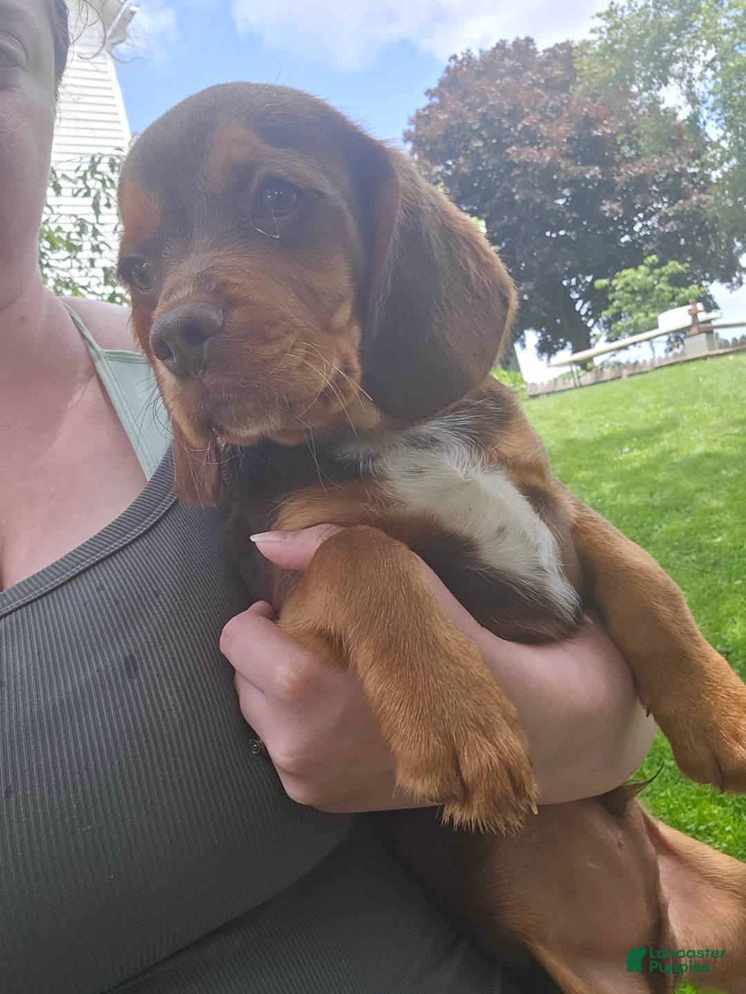 Beaglier dogs for sale: Wrangler - Image 8