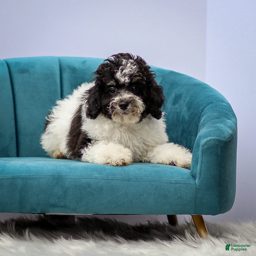 Miniature Poodle dogs for sale: Bentley - Image 6