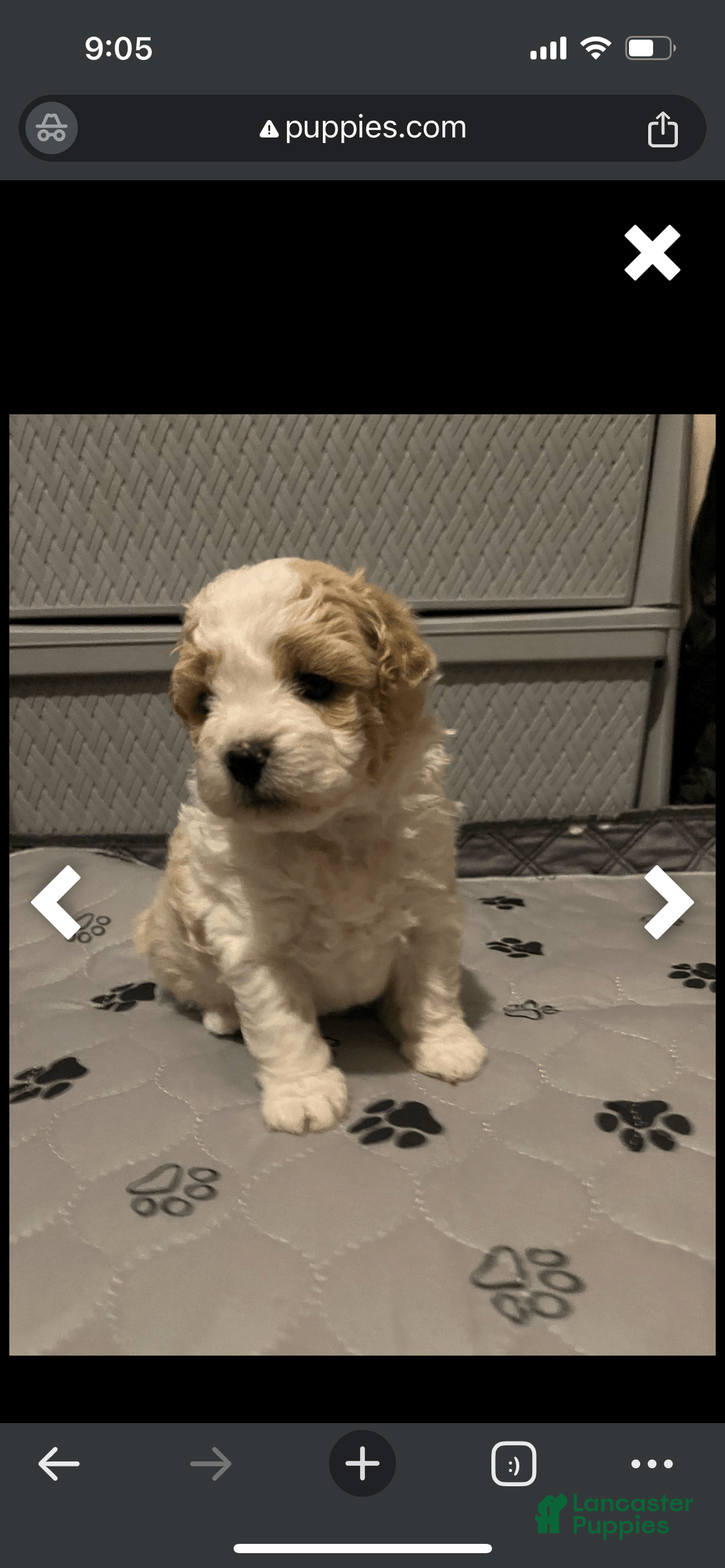 Miniature Poodle dogs for sale: Sonic - Image 12