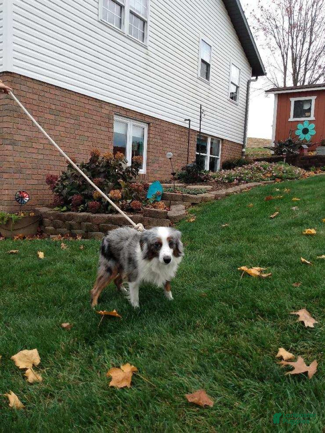 Miniature Australian Shepherd dogs for sale: Trixie - Image 11