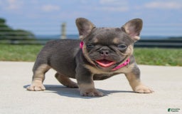 French Bulldog dogs for sale: Pearl - Image 3