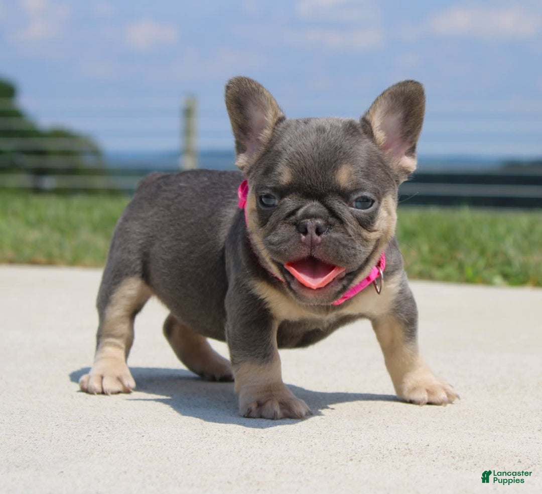 French Bulldog dogs for sale: Pearl - Image 3