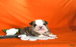 English Bulldog dogs for sale: Keith - Image 7