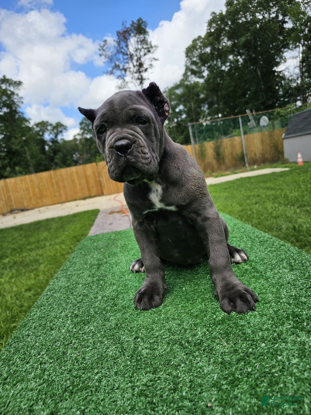 Cane Corso dogs for sale: Mila - Image 2
