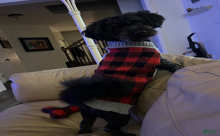 Havanese dogs for sale - Ad 1