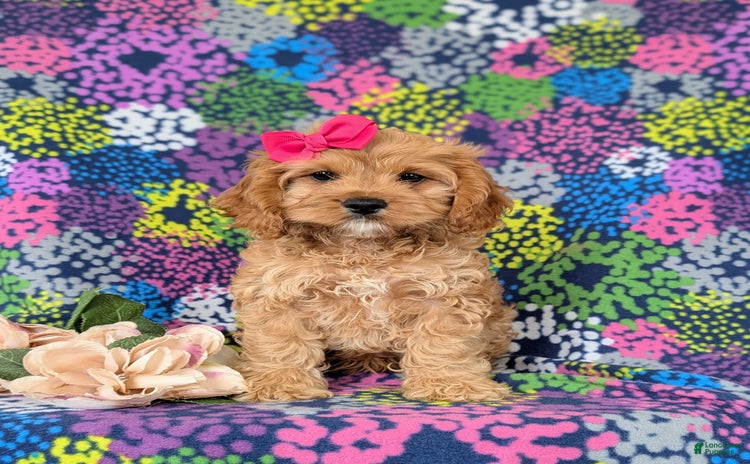 Cockapoo dogs for sale - Ad 5
