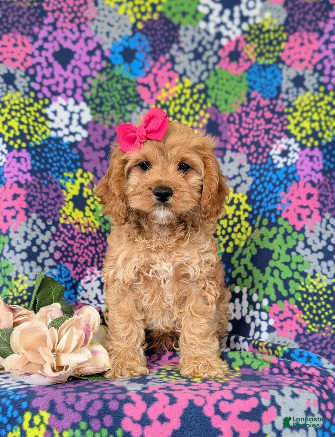 Cockapoo dogs for sale: Ella - Image 12