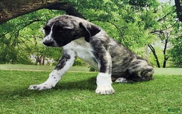 Anatolian Shepherd dogs for sale: AKC Dusty 2025 Male 6 - Image 8