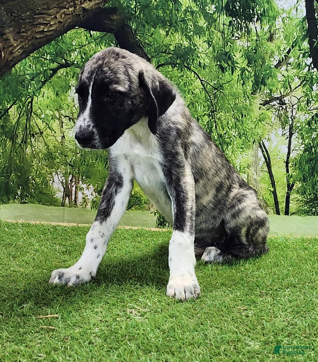 Anatolian Shepherd dogs for sale: AKC Dusty 2025 Male 6 - Image 8