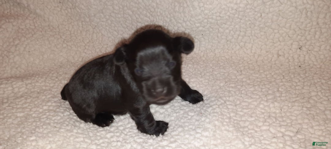 Miniature Schnauzer dogs for sale: Boy2 - Image 18