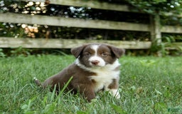 Border Collie dogs for sale: Grover - Image 3