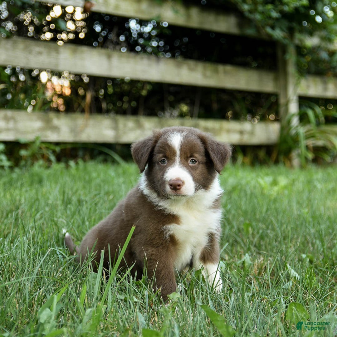 Border Collie dogs for sale: Grover - Image 3