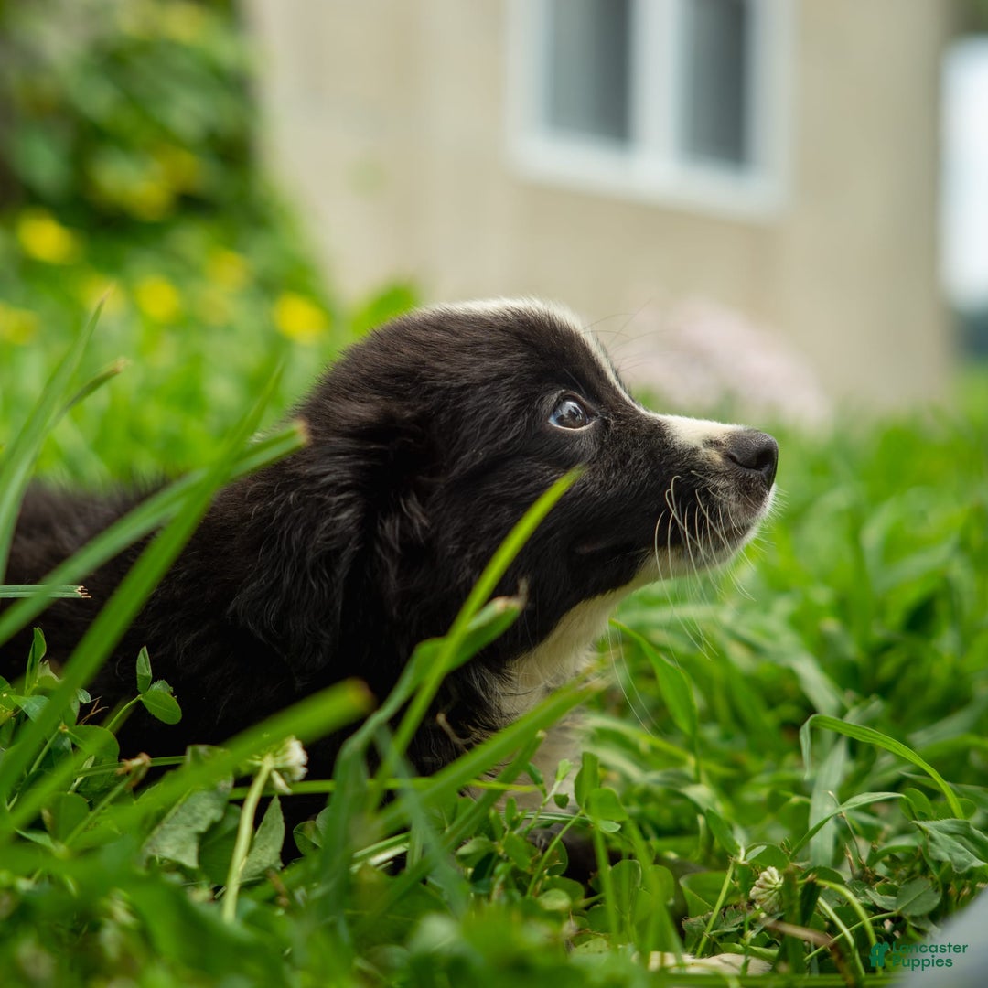 Miniature Australian Shepherd dogs for sale: Elephant Ear - Image 17