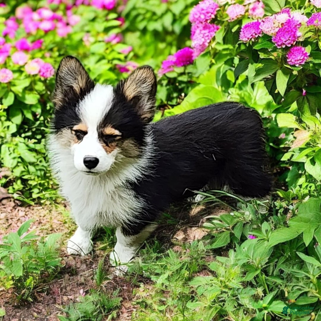 Welsh Corgi Pembroke dogs for sale: Tucker Fluffy - Image 5