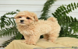 Maltipoo dogs for sale: Tanner - Image 5