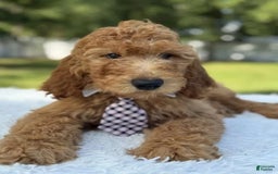 Goldendoodle dogs for sale: Bingo - Image 1