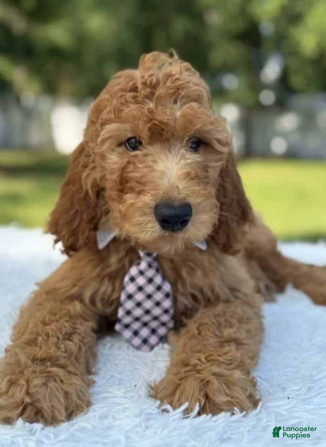Goldendoodle dogs for sale: Bingo - Image 1