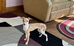 Italian Greyhound dogs for sale: Heather - Image 7