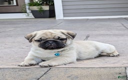 Pug dogs for sale: Bluebell - Image 2