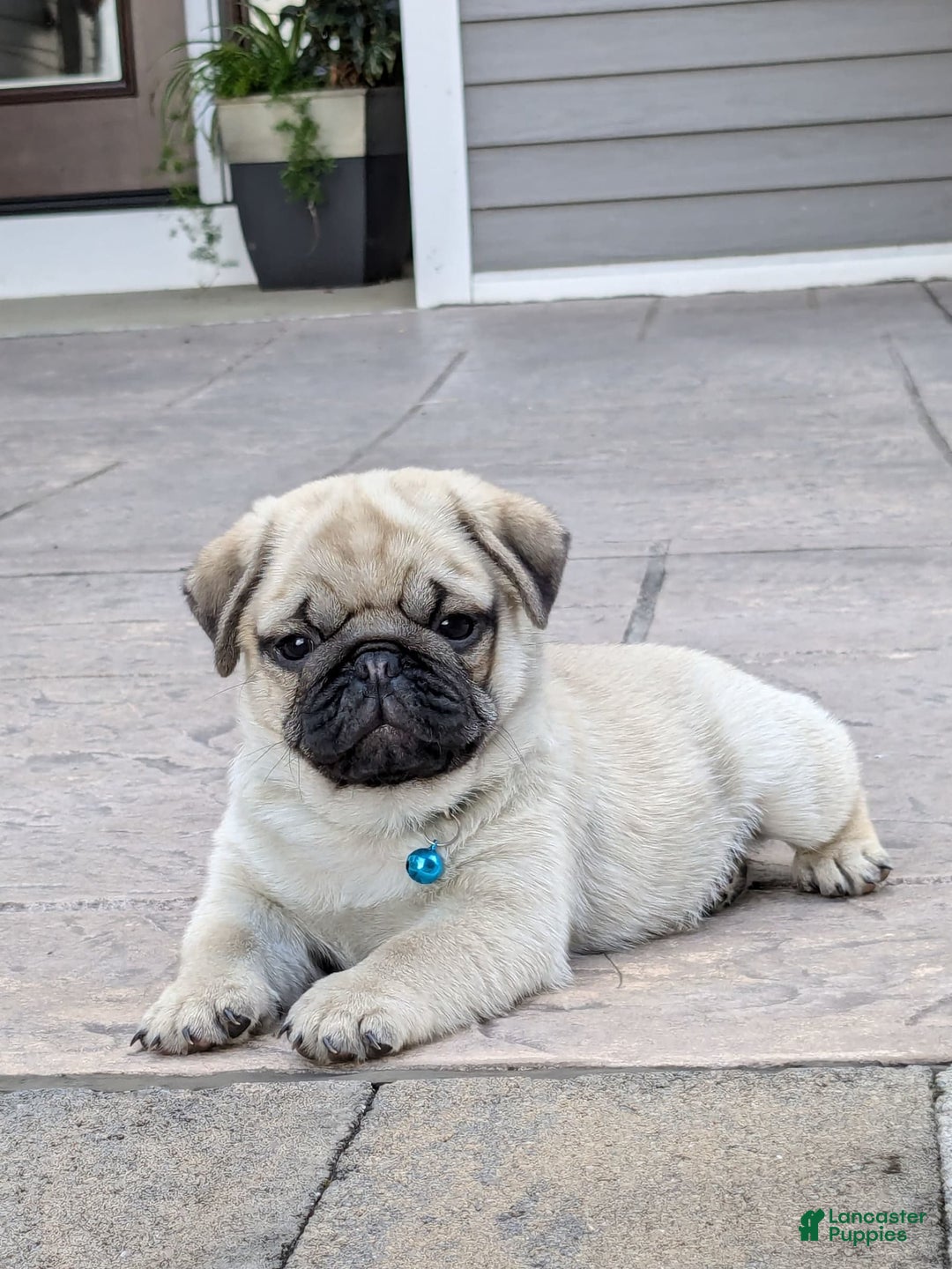 Pug dogs for sale: Bluebell - Image 2